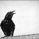 Image for article titled How did crows develop a social safety net?